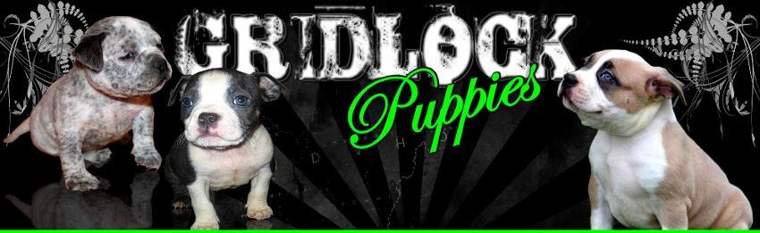 Blue pitbull puppies for sale