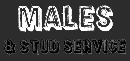 Bully Nation Brotherhood Males & Stud Services